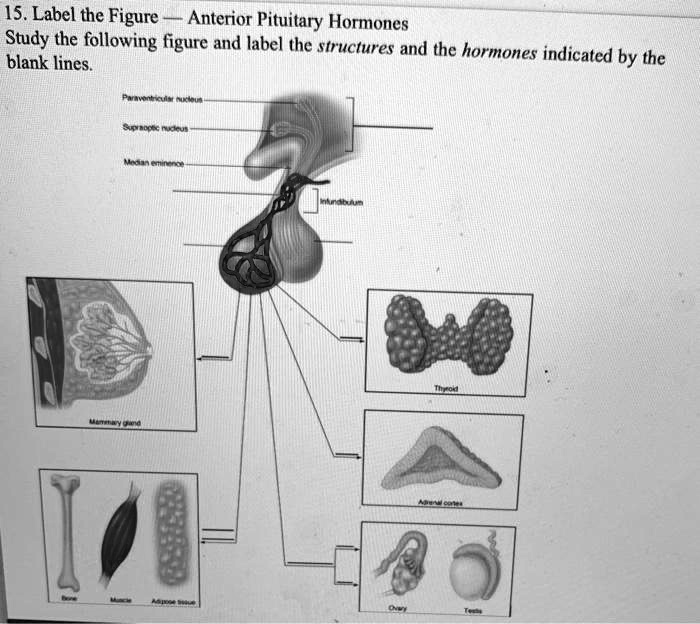Tp Flag 15label the figureanterior pituitary hormones study the following ...