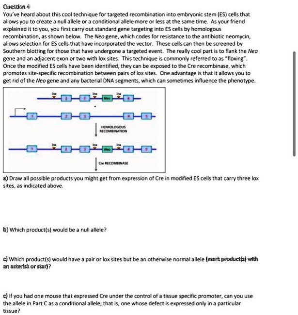 Question 4
You've heard about this cool technique for targeted recombination into embryonic stem (ES) cells that allows you to create a null allele or a conditional allele more or less at the same time. As your friend explained it to you, you first carry out standard gene targeting into ES cells by homologous recombination, as shown below. The Neo gene, which codes for resistance to the antibiotic neomycin, allows selection for ES cells that have incorporated the vector. These cells can then be screened by Southern blotting for those that have undergone a targeted event. The really cool part is to flank the Neo gene and an adjacent exon or two with lox sites. This technique is commonly referred to as "floxing". Once the modified ES cells have been identified, they can be exposed to the Cre recombinase, which promotes site-specific recombination between pairs of lox sites. One advantage is that it allows you to get rid of the Neo gene and any bacterial DNA segments, which can sometimes influence the phenotype.
a) Draw all possible products you might get from expression of Cre in modified ES cells that carry three lox sites, as indicated above.
b) Which product(s) would be a null allele?
c) Which product(s) would have a pair or lox sites but be an otherwise normal allele (mark product(s) with an asterisk or star)?
c) If you had one mouse that expressed Cre under the control of a tissue specific promoter, can you use the allele in Part C as a conditional allele; that is, one whose defect is expressed only in a particular tissue?