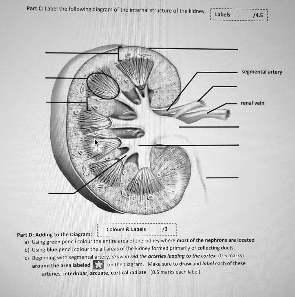 SOLVED Part C Label the following diagram of the internal structure