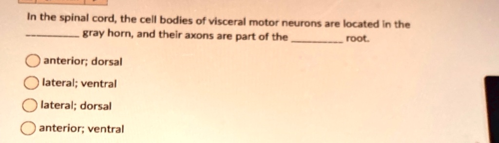 In the spinal cord, the cell bodies of visceral motor neurons are ...