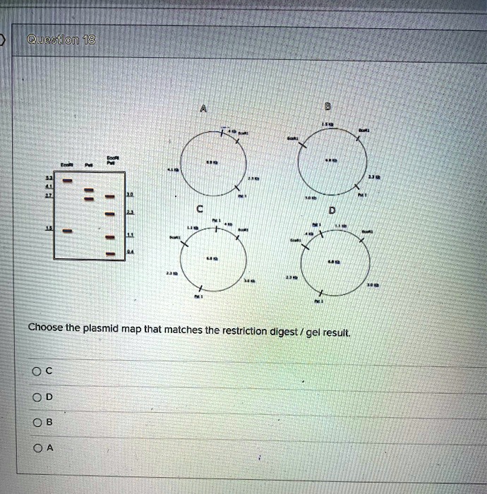 @n Choose the plasmid map that matches the restriction digest / gel result