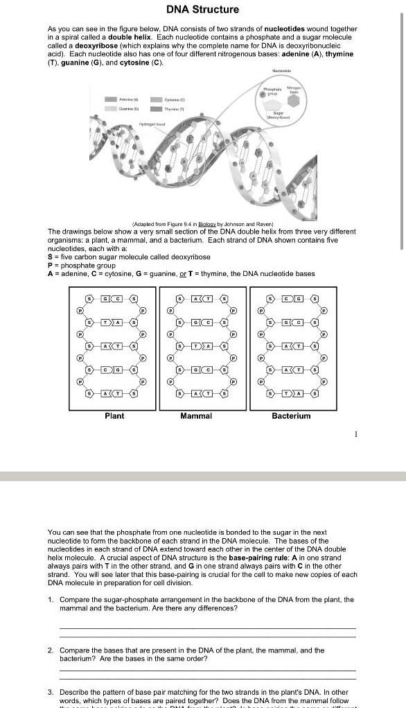 DNA Structure

As you can see in the figure below, DNA consists of two strands of nucleotides wound together in a spiral called a double helix. Each nucleotide contains a phosphate and a sugar molecule called a deoxyribose (which explains why the complete name for DNA is deoxyribonucleic acid). Each nucleotide also has one of four different nitrogenous bases: adenine (A), thymine (T), guanine (G), and cytosine (C).

(Adapted from Figure 9.4 in Biology by Johnson and Raven)

The drawings below show a very small section of the DNA double helix from three very different organisms: a plant, a mammal, and a bacterium. Each strand of DNA shown contains five nucleotides, each with a:
S = five carbon sugar molecule called deoxyribose
P = phosphate group
A = adenine, C = cytosine, G = guanine, or T = thymine, the DNA nucleotide bases

Plant
Mammal
Bacterium

You can see that the phosphate from one nucleotide is bonded to the sugar in the next nucleotide to form the backbone of each strand in the DNA molecule. The bases of the nucleotides in each strand of DNA extend toward each other in the center of the DNA double helix molecule. A crucial aspect of DNA structure is the base-pairing rule: A in one strand always pairs with T in the other strand, and G in one strand always pairs with C in the other strand. You will see later that this base-pairing is crucial for the cell to make new copies of each DNA molecule in preparation for cell division.

1. Compare the sugar-phosphate arrangement in the backbone of the DNA from the plant, the mammal and the bacterium. Are there any differences?

2. Compare the bases that are present in the DNA of the plant, the mammal, and the bacterium? Are the bases in the same order?

3. Describe the pattern of base pair matching for the two strands in the plant's DNA. In other words, which types of bases are paired together? Does the DNA from the mammal follow the same base-pairing rule as the DNA from the plant? Is base pairing the same or different in the bacterium?