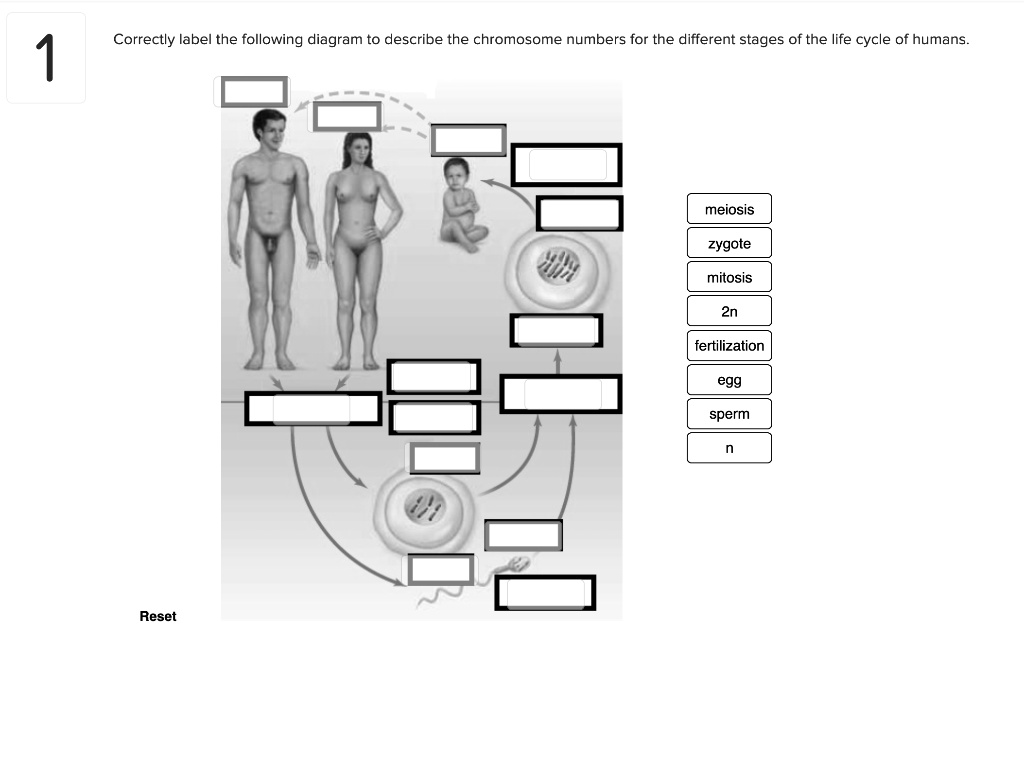 Correctly Label The Following Diagram To Describe The Chromosome ...