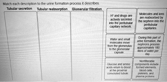 Match each description to the urine formation process it describes.
Tubular secretion Tubular reabsorption Glomerular filtration
H+ and drugs are
actively secreted
into the peritubular
capillary network.
Water and small
molecules move
from the glomerulus
 to the glomerular
capsule.
Glucose and amino
acids return to blood
at the proximal
convoluted tubule.
Molecules and ions
are reabsorbed by
the nephron into the
peritubular
capillaries.
During this part of
urine formation, the
nephrons process
approximately 180
liters of water per
day.
Nonfilterable
components include
formed elements,
blood cells,
platelets, and
plasma proteins.