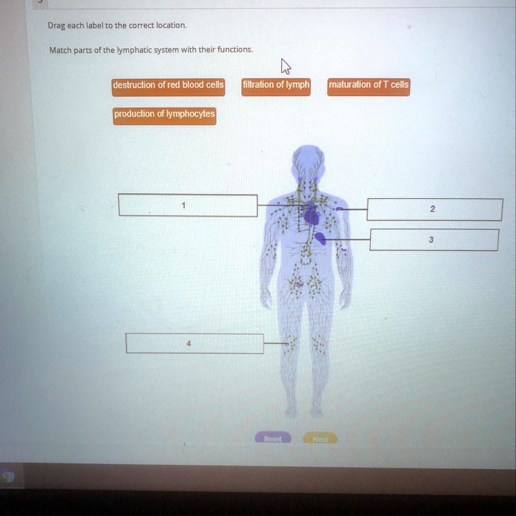 Match Each Lymphatic Cell With Its Function SOLVED: 'Match parts of the lymphatic system with their functions