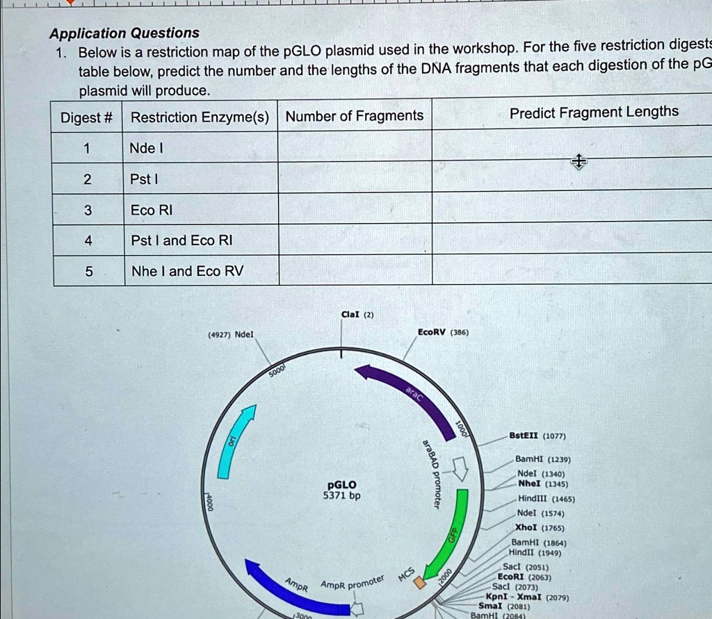 SOLVED: Application Questions Below is a restriction map of the pGLO ...