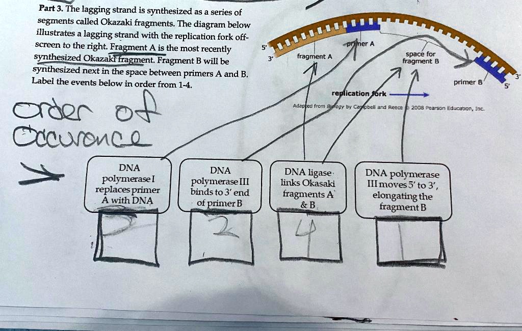 SOLVED: Part 3. The Lagging Strand Is Synthesized As A Series Of ...