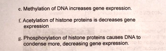 e. Methylation of DNA increases gene expression.

f. Acetylation of histone proteins is decreases gene
expression

g. Phosphorylation of histone proteins causes DNA to
condense more, decreasing gene expression.