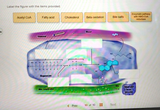 SOLVED: Label the figure with the items provided Enzymatic pathway with ...