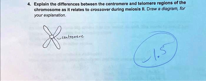 4. Explain the differences between the centromere and telomere regions ...