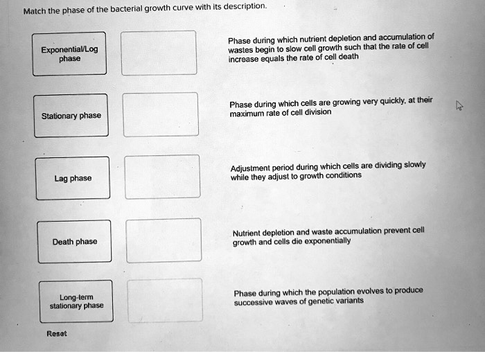 SOLVED: Match the phase of the bacterial growth curve with Its ...
