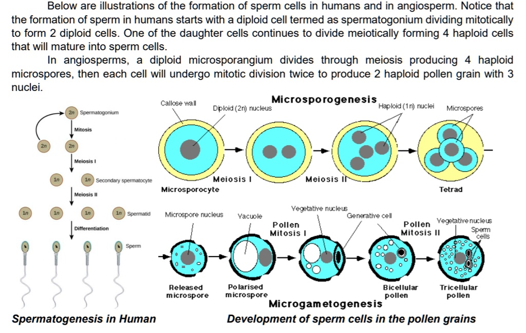 SOLVED: Below Are Illustrations Of The Formation Of Sperm Cells In ...