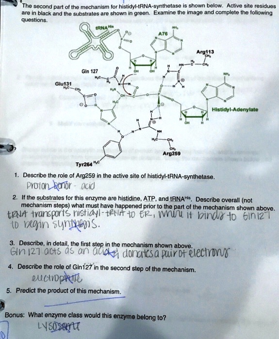 SOLVED: Tho second part of the mechanism tor hislidyl-tRNA-synthetase ...