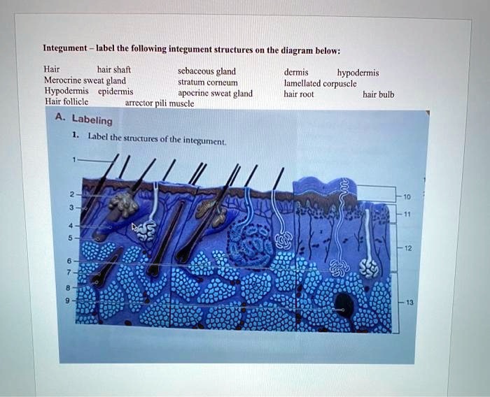 VIDEO solution: Texts: Integument - label the following integument ...