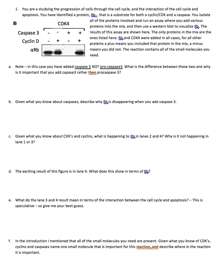 SOLVED: You are studying the progression of cells through the cell ...