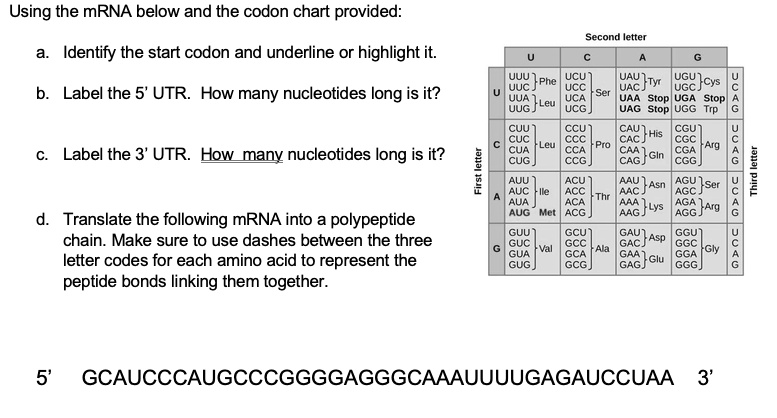 Uac Label using the mrna below and the codon chart provided second letter ...
