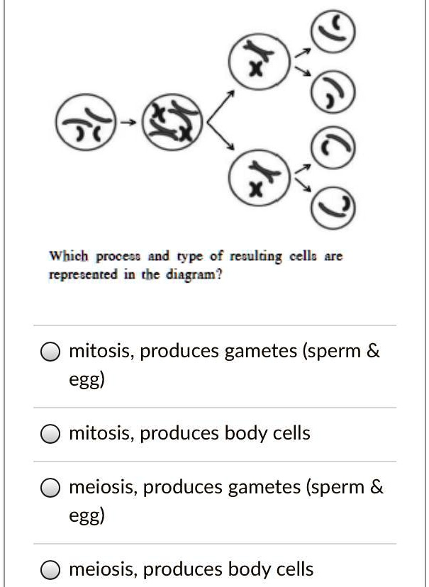 SOLVED Which process and type of recruiting cell is represented in the
