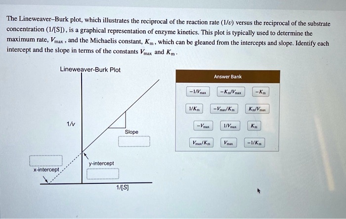 The Lineweaver Burk Plot Which Illustrates The Reciprocal