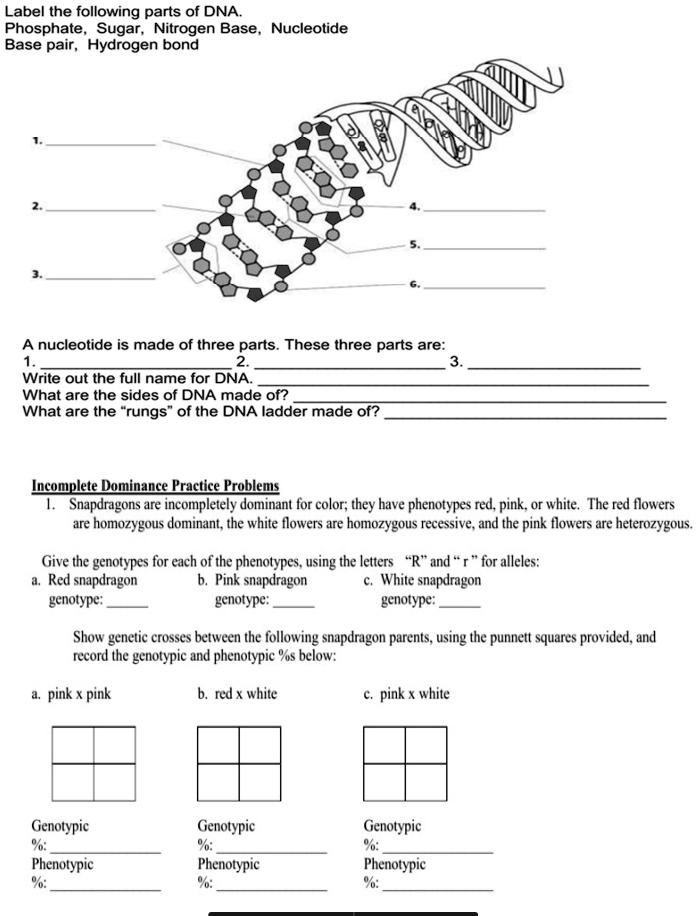 label the following parts of dna phosphate sugar nitrogen base ...
