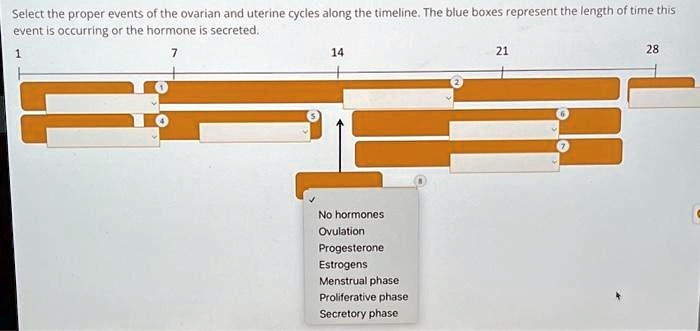 Select the proper events of the ovarian and uterine cycles along the timeline. The blue boxes represent the length of time this event is occurring or the hormone is secreted.
1
7
14
21
28
No hormones
Ovulation
Progesterone
Estrogens
Menstrual phase
Proliferative phase
Secretory phase