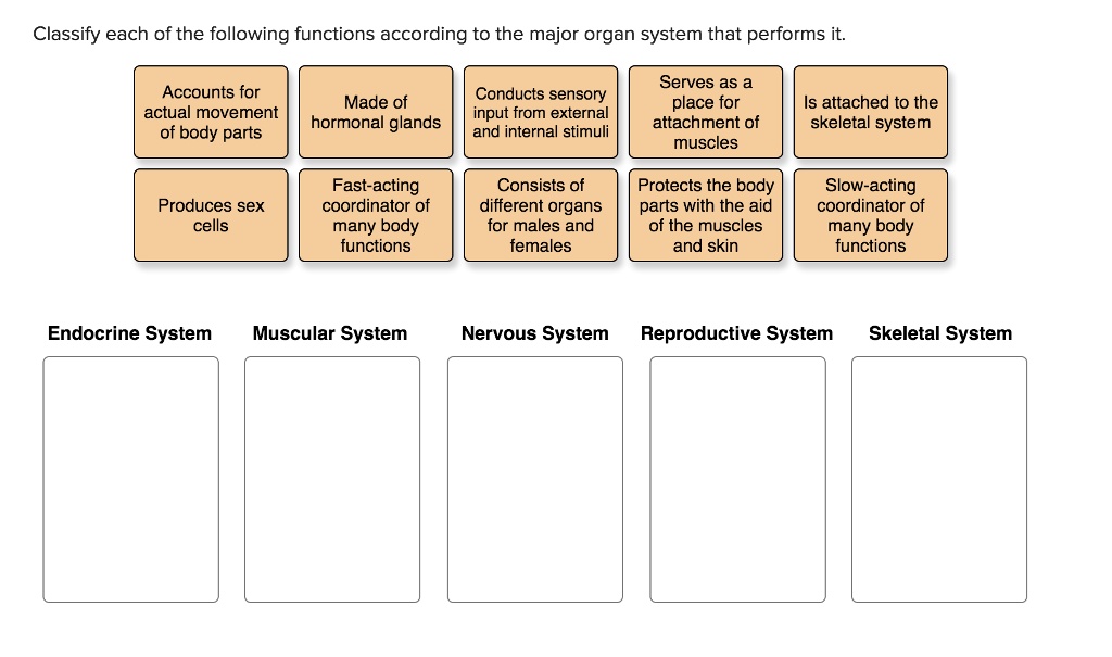 Classify each of the following functions according to the major organ system that performs it.
Accounts for actual movement of body parts
Made of hormonal glands
Conducts sensory input from external and internal stimuli
Serves as a place for attachment of muscles
Is attached to the skeletal system
Produces sex cells
Fast-acting coordinator of many body functions
Consists of different organs for males and females
Protects the body parts with the aid of the muscles and skin
Slow-acting coordinator of many body functions
Endocrine System
Muscular System
Nervous System
Reproductive System
Skeletal System