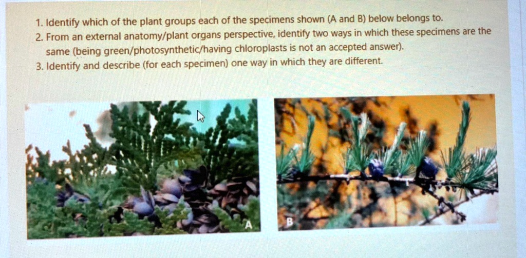 SOLVED Identify which of the plant groups each of the specimens shown