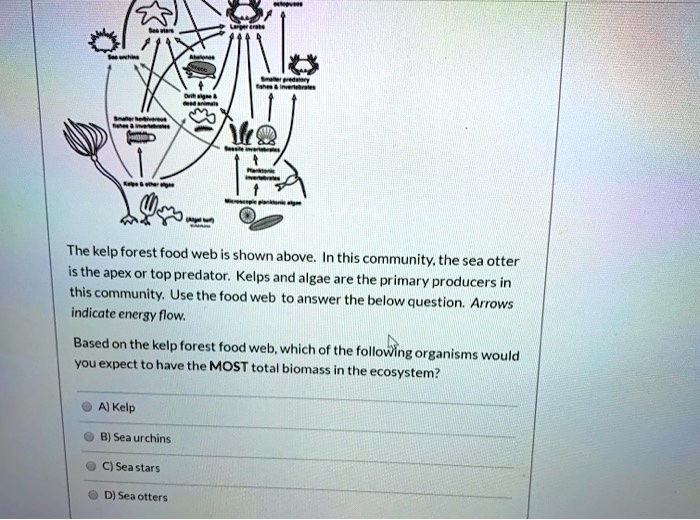 SOLVED: The kelp forest food web is shown above: In this community; the