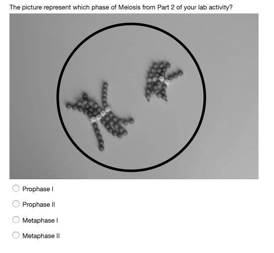 SOLVED: The picture present which phase Meiosis from Part of your lab ...