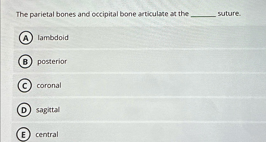 SOLVED: The parietal bones and occipital bone articulate at the suture ...