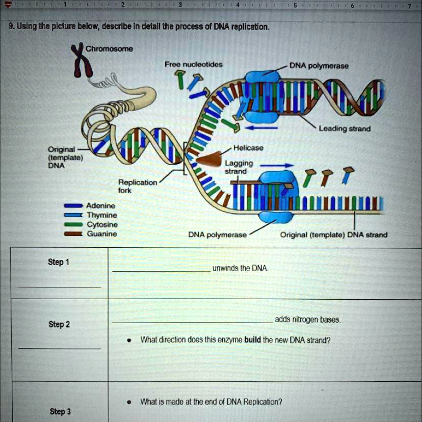 PLEASE HELP!!!!! Describe in detail the process of DNA replication. 9 ...