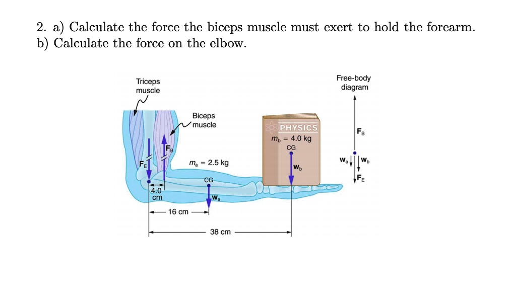 SOLVED: 2. Calculate the force the biceps muscle must exert to