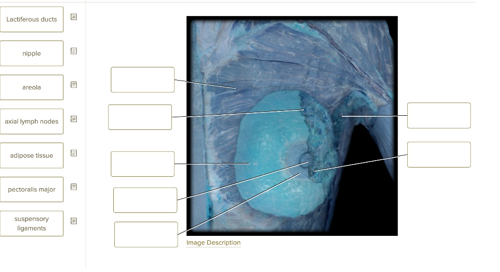 SOLVED: Lactiferous ducts nipple areola axial lymph nodes adipose ...