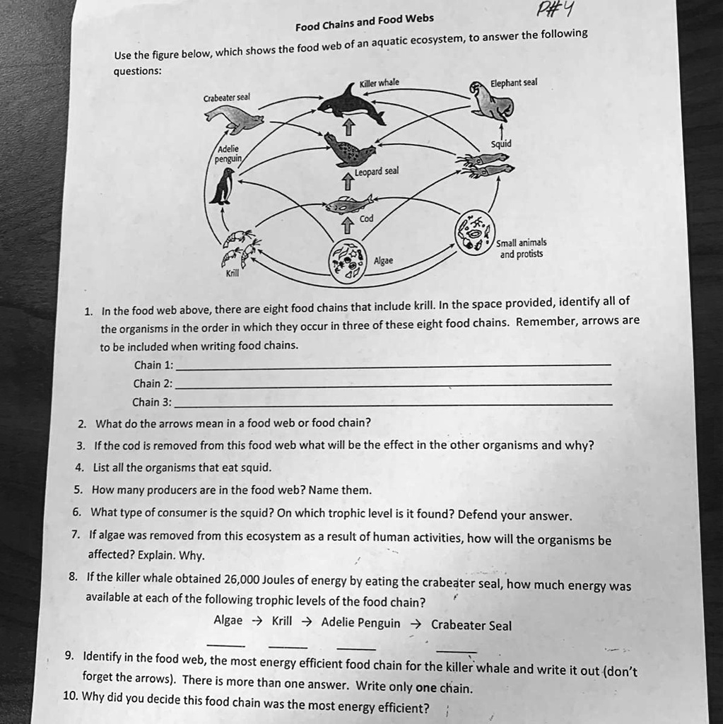 Food Chains Activity \u0026 Answer Key 4th Grade Life Science - Classful, image size:1023x1024