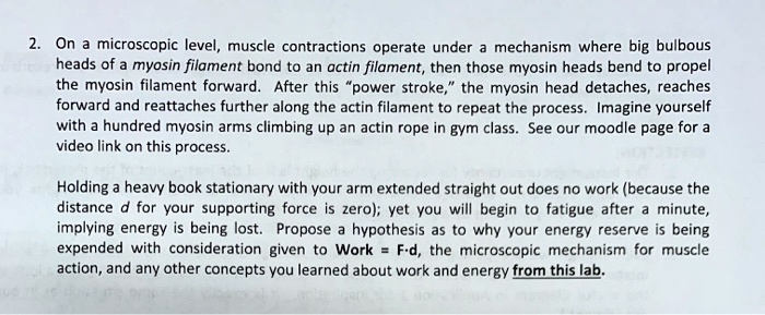 On a microscopic level, muscle contractions operate under a mechanism where big bulbous heads of a myosin filament bond to an actin filament, then those myosin heads bend to propel the myosin filament forward. After this “power stroke,” the myosin head detaches, reaches forward and reattaches further along the actin filament to repeat the process. Imagine yourself with a hundred myosin arms climbing up an actin rope in gym class. See our moodle page for a video link on this process. Holding a heavy book stationary with your arm extended straight out does no work (because the distance d for your supporting force is zero); yet you will begin to fatigue after a minute, implying energy is being lost. Propose a hypothesis as to why your energy reserve is being expended with consideration given to Work = F·d, the microscopic mechanism for muscle action, and any other concepts you learned about work and energy from this lab.