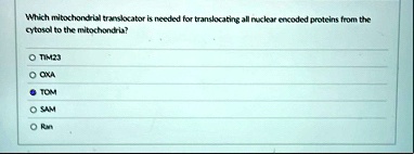 which mitochondrial translocator is needed for translocating all nuclear encoded proteins from the cytosol to the mitochondria o tim23 o oxa o tom o sam o ran 15467