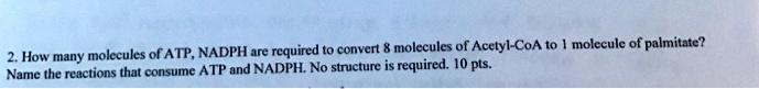 2. How many molecules of ATP, NADPH are required to convert 8 molecules of Acetyl-CoA to 1 molecule of palmitate? Name the reactions that consume ATP and NADPH. No structure is required. 10 pts.