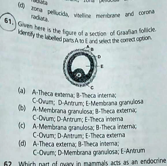 61. Given here is the figure of a section of Graafian follicle. Identify the labelled parts A to E and select the correct option.
(a) A-Theca externa; B-Theca interna; C-Ovum; D-Antrum; E-Membrana granulosa
(b) A-Membrana granulosa; B-Theca externa; C-Ovum; D-Antrum; E-Theca interna
(c) A-Membrana granulosa; B-Theca interna; C-Ovum; D-Antrum; E-Theca externa
(d) A-Theca externa; B-Theca interna; C-Ovum; D-Membrana granulosa; E-Antrum
62 Which part of ovary in mammals acts as an endocrine