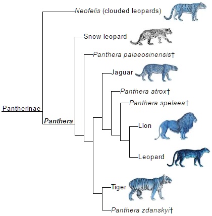 SOLVED: Neofelis (clouded leopards) Snow leopard Panthera ...