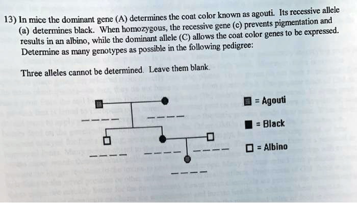 13) In mice the dominant gene (A) determines the coat color known as agouti. Its recessive allele (a) determines black. When homozygous, the recessive gene (c) prevents pigmentation and results in an albino, while the dominant allele (C) allows the coat color genes to be expressed. Determine as many genotypes as possible in the following pedigree: Three alleles cannot be determined. Leave them blank. = Agouti = Black = Albino