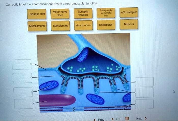 SOLVED: Correctly label the anatomical features of a neuromuscular
