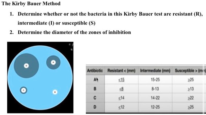 SOLVED: The Kirby Bauer Method Determine whether or not the bacteria in  this Kirby Bauer test are resistant (R), intermediate (I) or susceptible  (S) Determine the diameter of the zones of inhibition