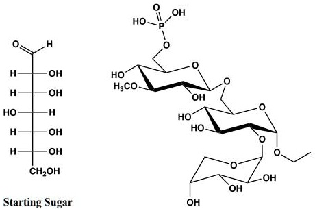 SOLVED: Provide a detailed chemical synthesis of the trisaccharide ...