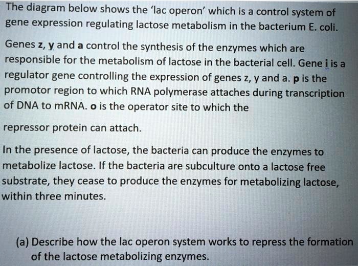 The diagram below shows the 'lac operon' which is a control system of
gene expression regulating lactose metabolism in the bacterium E. coli.
Genes z, y and a control the synthesis of the enzymes which are
responsible for the metabolism of lactose in the bacterial cell. Gene i is a
regulator gene controlling the expression of genes z, y and a. p is the
promotor region to which RNA polymerase attaches during transcription
of DNA to mRNA. o is the operator site to which the
repressor protein can attach.
In the presence of lactose, the bacteria can produce the enzymes to
metabolize lactose. If the bacteria are subculture onto a lactose free
substrate, they cease to produce the enzymes for metabolizing lactose,
within three minutes.
(a) Describe how the lac operon system works to repress the formation
of the lactose metabolizing enzymes.