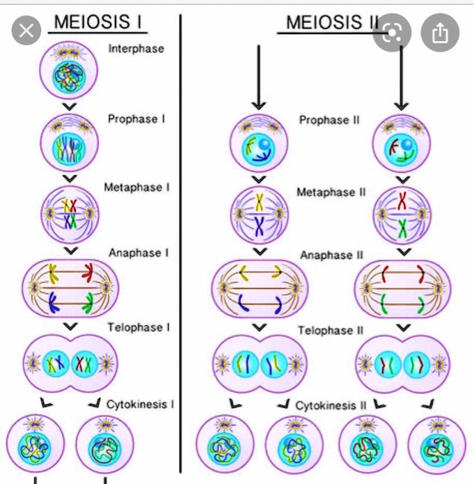 meiosis metaphase 2