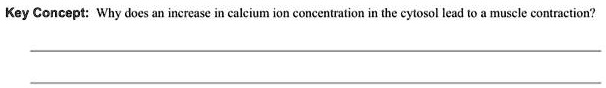 Key Concept: Why does an increase in calcium ion concentration in the cytosol lead to a muscle contraction?