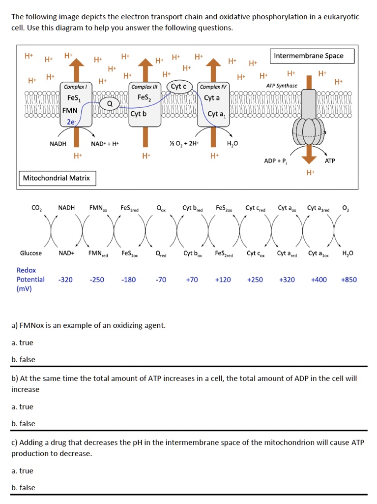 The following image depicts the electron transport chain and oxidative ...