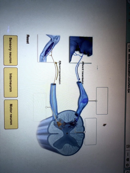 Reset Sensory neuron Interneuron Motor neuron Afferent transmission ...