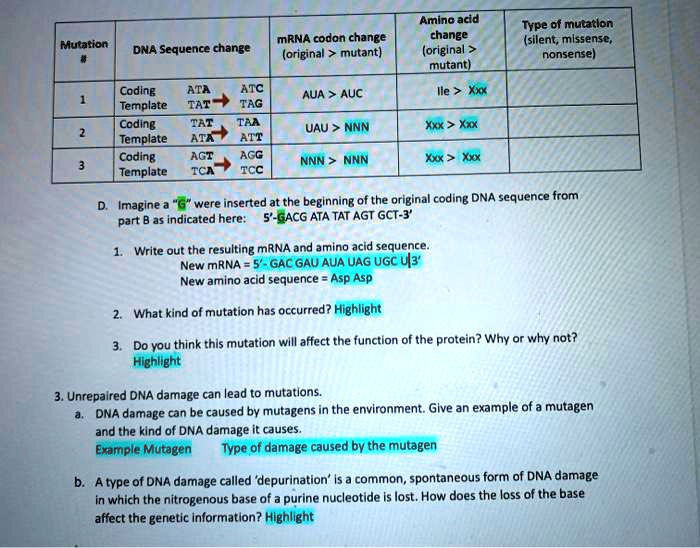 Mutation # | DNA Sequence change | mRNA codon change (original > mutant) | Amino acid change (original > mutant) | Type of mutation (silent, missense, nonsense)
— | — | — | — | —
1 | Coding ATA -> ATC, Template TAT -> TAG | AUA > AUC | Ile > Xxx | 
2 | Coding TAT -> TAA, Template ATA -> ATT | UAU > NNN | Xxx > Xxx | 
3 | Coding AGT -> AGG, Template TCA -> TCC | NNN > NNN | Xxx > Xxx | 
D. Imagine a ‘G’ were inserted at the beginning of the original coding DNA sequence from part B as indicated here: 5'-GACG ATA TAT AGT GCT-3'
1. Write out the resulting mRNA and amino acid sequence.
New mRNA = 5'- GAC GAU AUA UAG UGC U-3'
New amino acid sequence = Asp Asp
2. What kind of mutation has occurred? Highlight
3. Do you think this mutation will affect the function of the protein? Why or why not? Highlight
3. Unrepaired DNA damage can lead to mutations.
a. DNA damage can be caused by mutagens in the environment. Give an example of a mutagen and the kind of DNA damage it causes.
Example Mutagen | Type of damage caused by the mutagen
b. A type of DNA damage called ‘depurination’ is a common, spontaneous form of DNA damage in which the nitrogenous base of a purine nucleotide is lost. How does the loss of the base affect the genetic information? Highlight