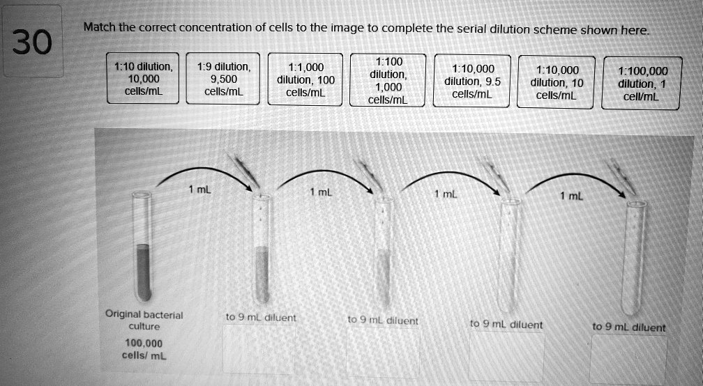 Match the correct concentration of cells to the image to complete the serial dilution scheme shown here.
30
1:10 dilution, 10,000 cells/mL
1:9 dilution, 9,500 cells/mL
1:1,000 dilution, 100 cells/mL
1:100 dilution, 1,000 cells/mL
1:10,000 dilution, 9.5 cells/mL
1:10,000 dilution, 10 cells/mL
1:100,000 dilution, 1 cell/mL
1 mL
Original bacterial culture 100,000 cells/mL
to 9 mL diluent
to 9 mL diluent
to 9 mL diluent
to 9 mL diluent