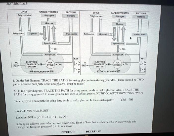 SOLVED METABOLISM LIPIDS CARBOHYDRATES Glycogen PROTEINS LIPIDS